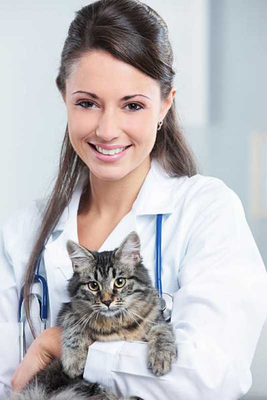 Exame de Felv em Gatos Americana - Exame Anemia Felina