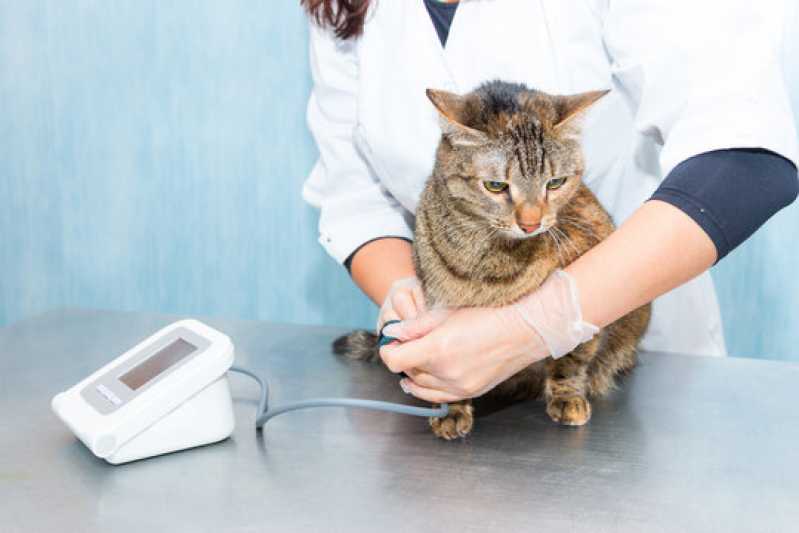 Exame de Felv Progressivo em Gatos Clínica Casa Nova - Exame de Anemia em Gatos
