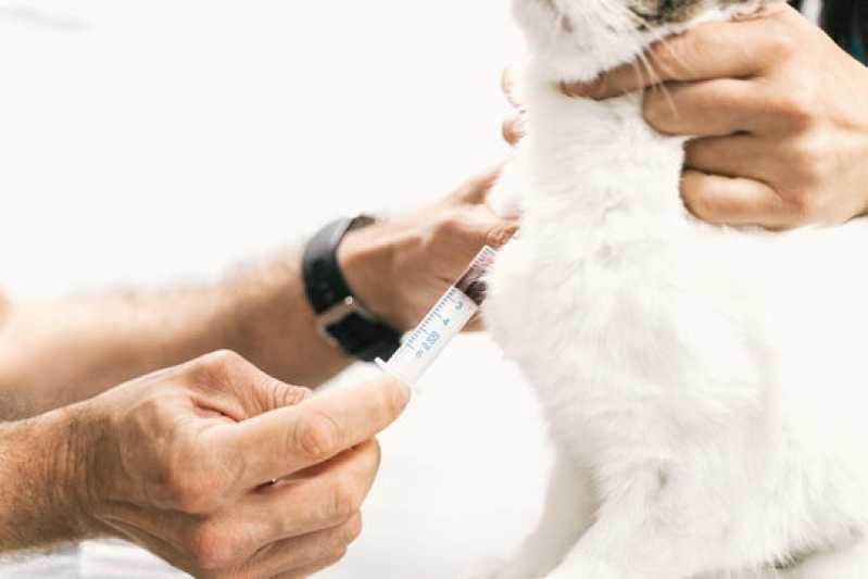 Exame de Fiv em Gatos Clínica Uba - Exame Pcr Animal