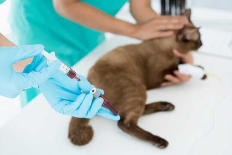 Exame de Fiv em Gatos Indaiatuba - Exame Pcr Animal