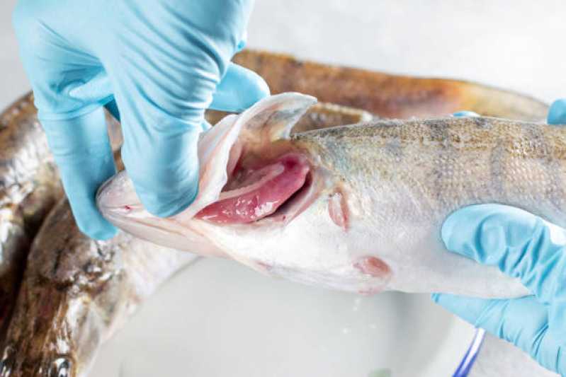 Exame de Inspeção em Peixes Clínica Arapongas - Exame de Iridovirus em Peixe
