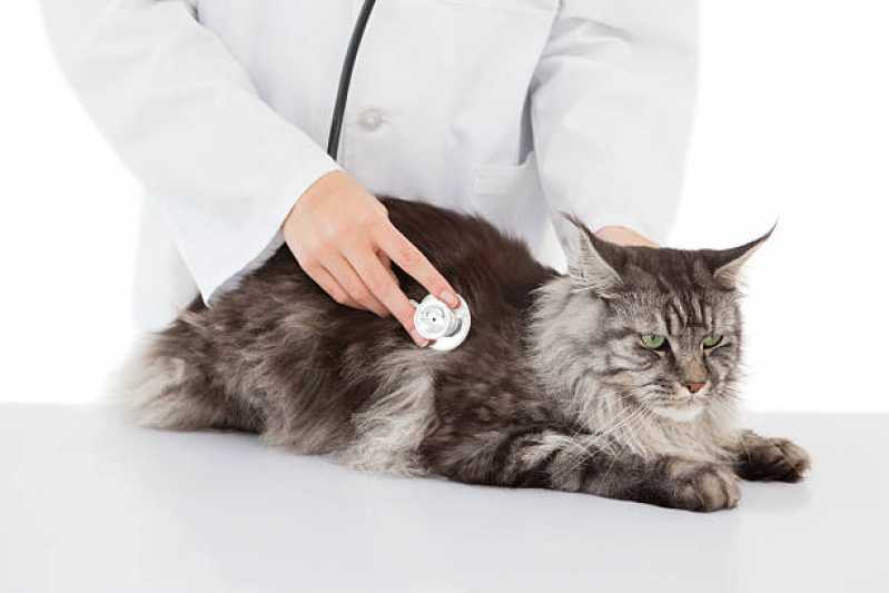 Exame de Micoplasma Clínica Irati - Exame de Pcr em Gatos