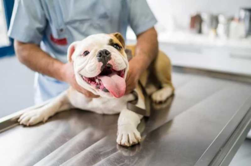 Exame de Pcr Animais Seropédica - Exame de Pcr em Cachorros