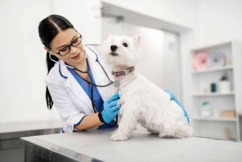Exame de Pcr em Cachorro Clínica Catanduva - Exame de Pcr para Cachorros