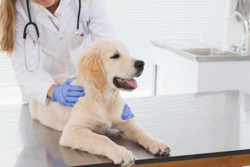 Exame de Pcr em Cachorros Empresa Minas Gerais - Exame de Pcr Animais
