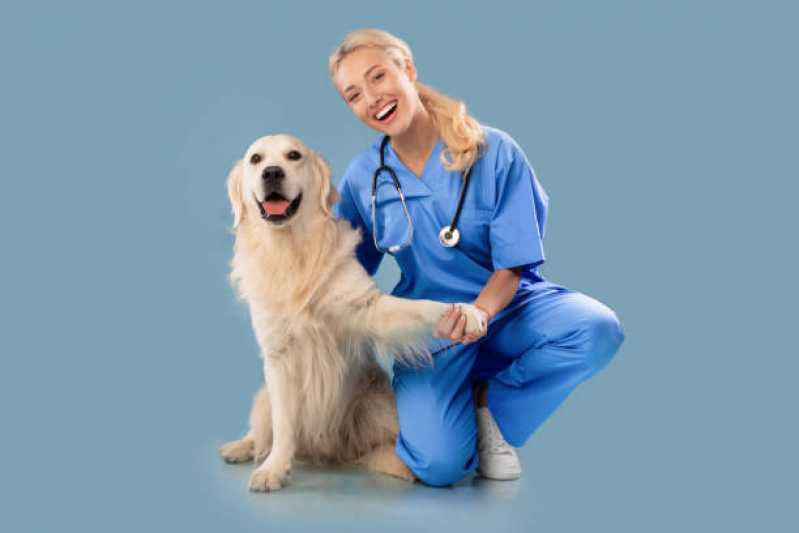 Exame de Pcr em Cães Empresa Arapongas - Exame Neurológico em Cachorros