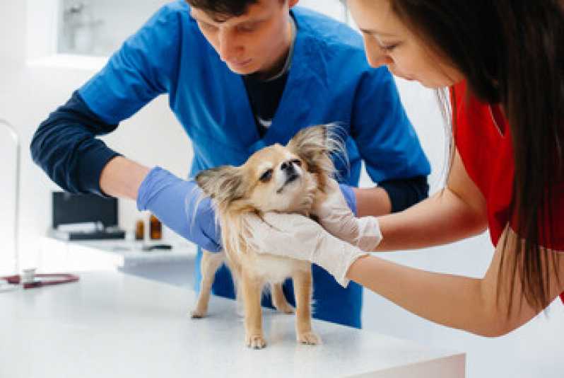 Exame de Pcr em Cães Engenheiro Paulo de Frontin - Exame Cryptococcus