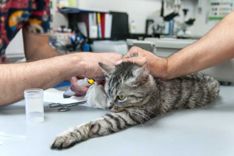 Exame de Pcr em Gatos Clínica Rio Negro - Exame de Anemia em Gatos