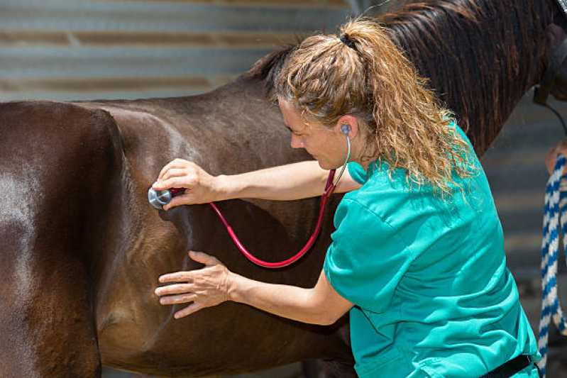 Exame de Pcr para Animais Clínica Sergipe - Exame de Pcr em Equinos