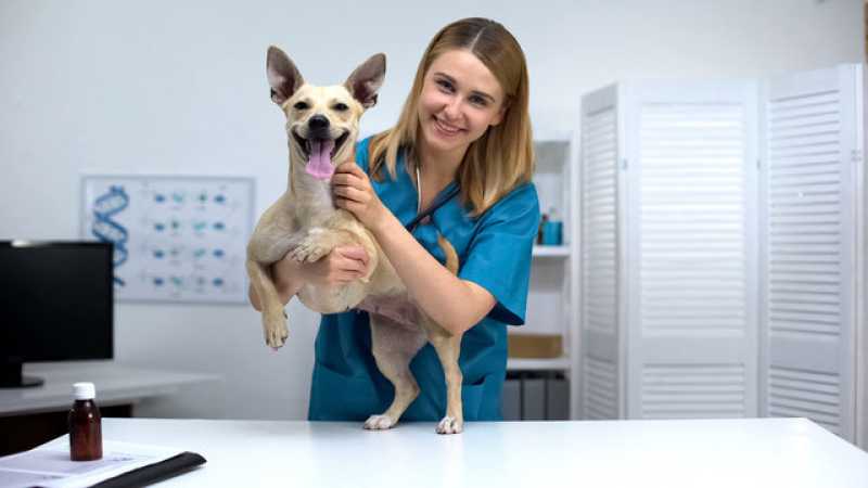 Exame de Pcr para Cachorros Empresa Santo Antônio de Pádua - Exame de Pcr em Pet