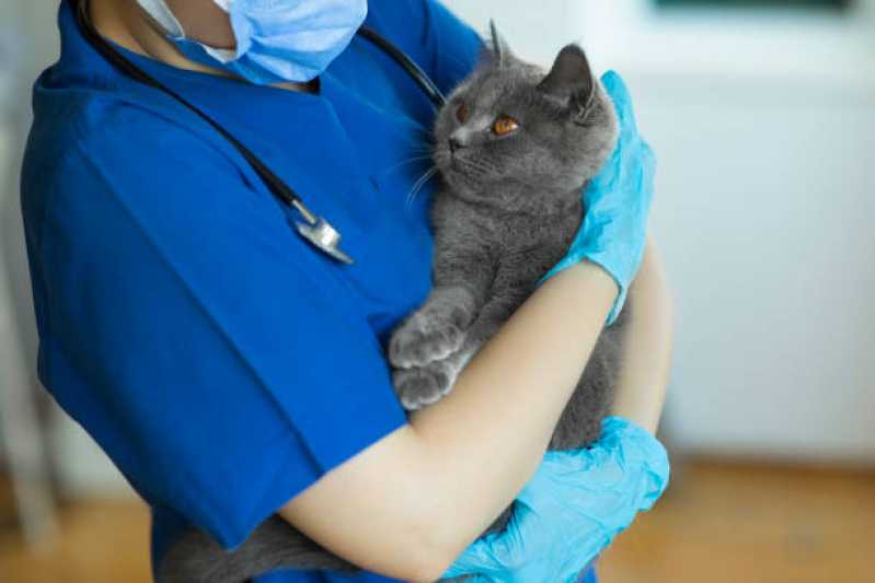 Exame de Pcr para Gatos Clínica Cruz das Almas - Exame de Pcr em Pet