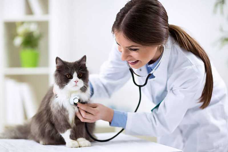 Exame de Pcr para Gatos Empresa Paty do Alferes - Exame de Pcr em Pet