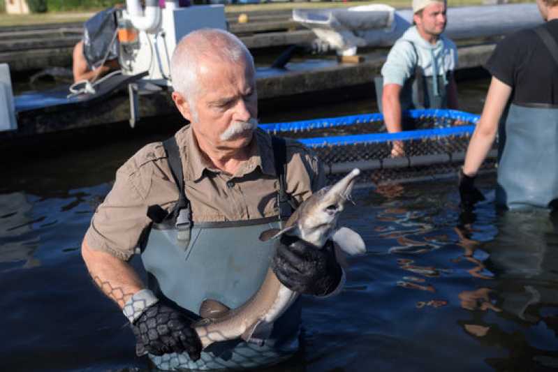 Exame de Piscicultura em Pescados Clínica Uberlândia - Exame em Peixes Ornamentais