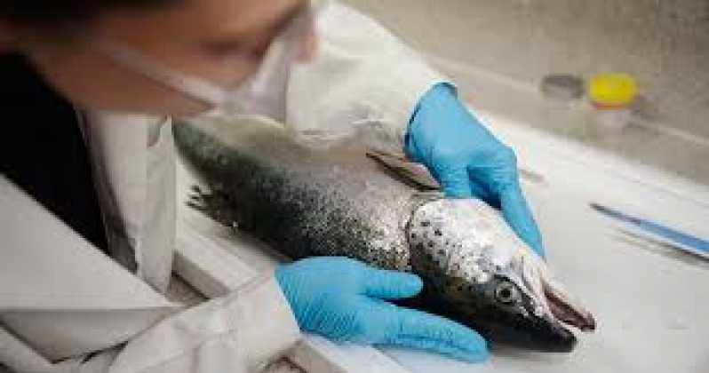 Exame em Peixes Clínica Minas Gerais - Exame de Piscicultura em Peixes