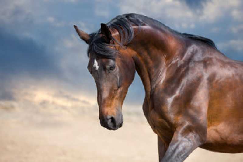 Exame Genético em Animais Clínica Uba - Exame Genético em Cavalos de Trabalho
