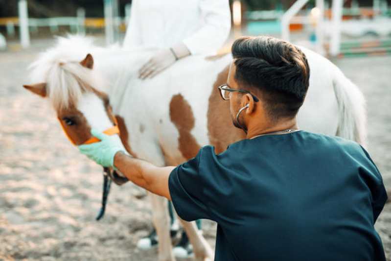 Exame Genético em Animais de Trabalho Clínica Foz do Iguaçu - Exame Genético em Cavalo de Trabalho
