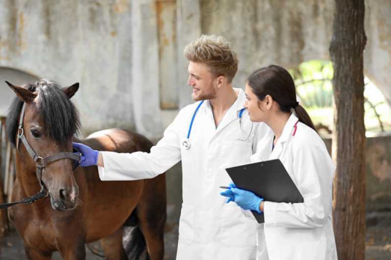 Exame Genético em Animais de Trabalho Barro Vermelho - Exame Genético em Cavalos