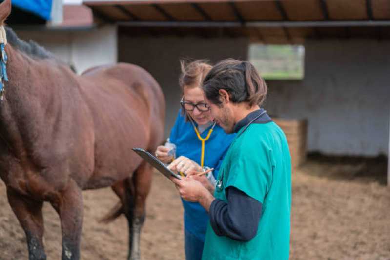 Exame Genético em Animal Clínica Rio de Janeiro - Exame Genético em Cavalos de Trabalho