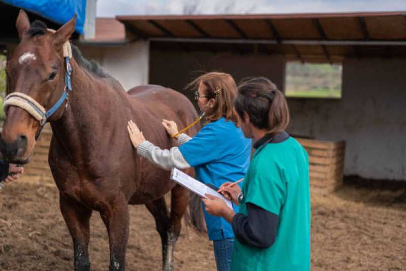 Exame Genético em Animal Maranhão - Exame Genético em Cavalo de Trabalho