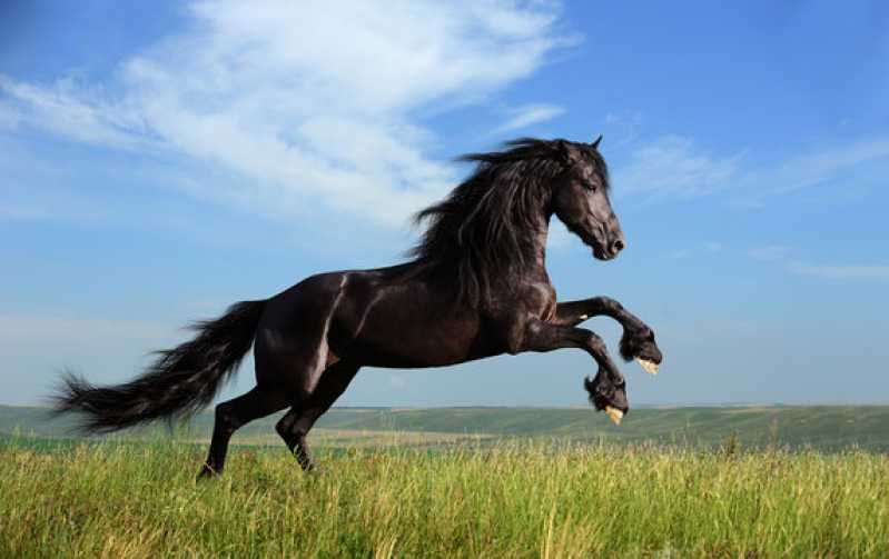 Exame Genético em Cavalo Seropédica - Exame Genético em Cavalos