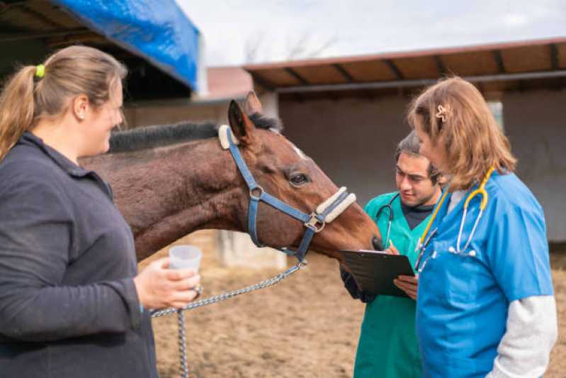 Exame Genético em Cavalos Clínica Sumaré - Exame Genético em Animais de Trabalho