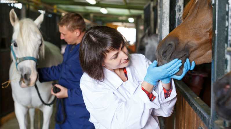 Exame Genético em Cavalos de Trabalho Matão - Exame Genético em Animais de Trabalho