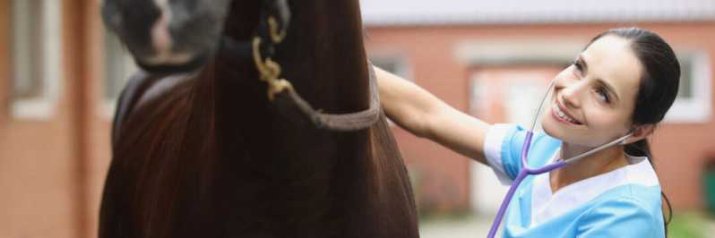Exame Genético em Equino Clínica Itanhaém - Exame Genético em Cavalos