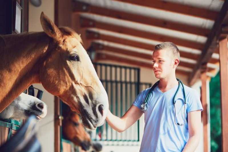 Exame Genético em Equinos Clínica Aperibé - Exame Genético em Cavalo de Trabalho