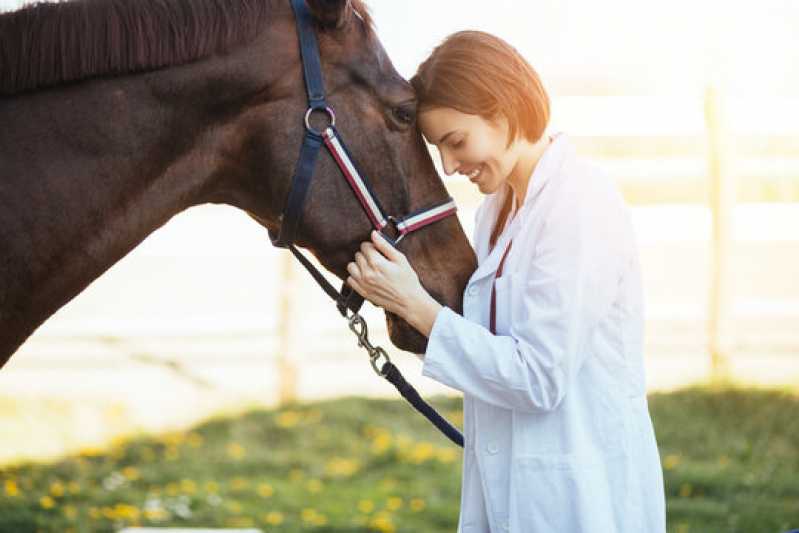 Exame Genético em Equinos Itatiba - Exame Genético em Cavalos