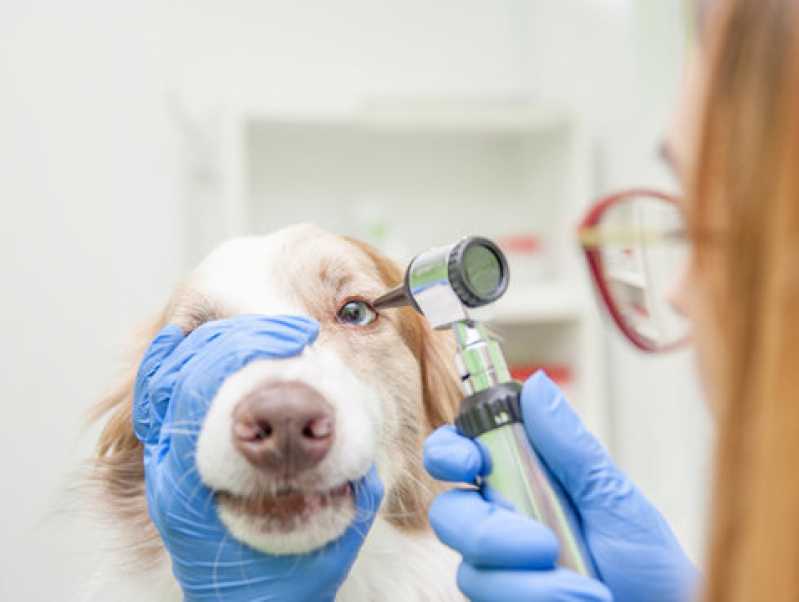 Exame Neurológico em Cachorros Empresa Uberaba - Exame Neurológico em Cachorros
