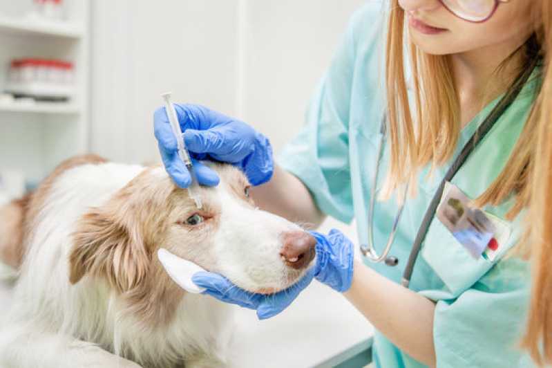 Exame Neurológico em Cachorros Goiás - Exame de Pcr em Cães