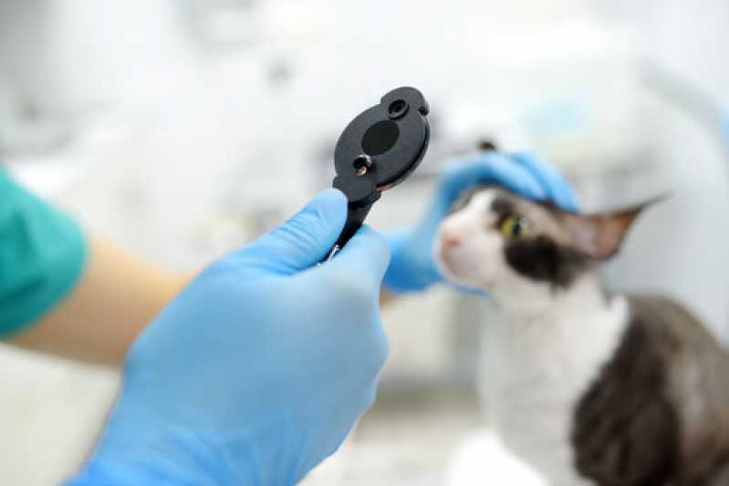 Exame Neurológico em Gatos Empresa Itanhaém - Exame Neurológico em Cachorros