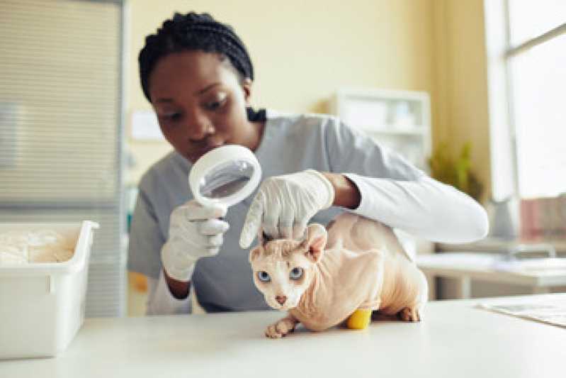 Exame Neurológico em Gatos Guarapuava - Exame de Cinomose em Animais
