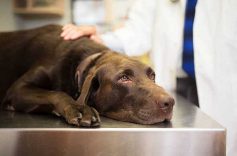 Exame para Diagnosticar Cinomose Ouro Branco - Exame de Cinomose Cães
