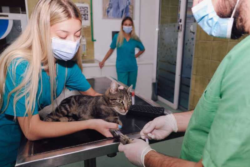 Exame Pcr Animal Itanhaém - Exame de Felv Progressivo em Gatos