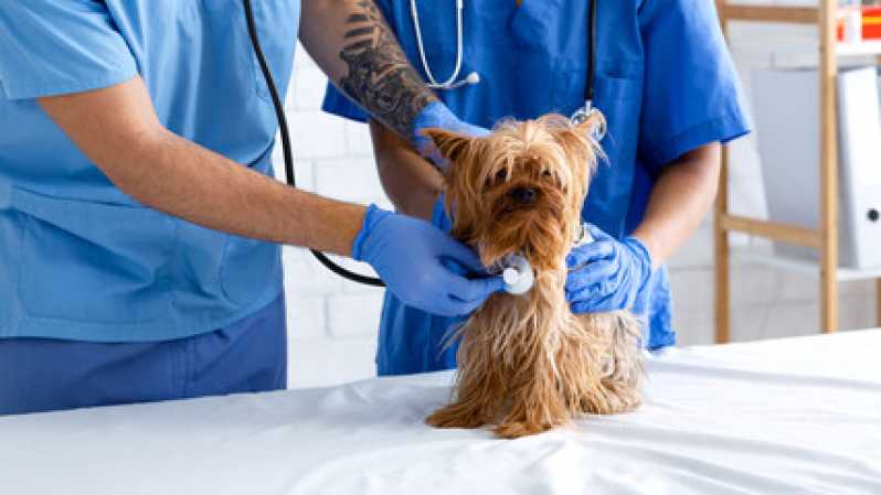 Exame Respiratório em Cachorros Clínica Centro - Exame Chlamydophila em Cães