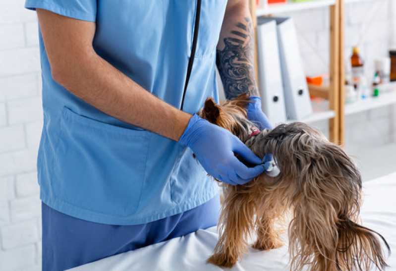 Exame Respiratório em Cães Clínica Duque de Caxias - Exame Bordetella em Animais