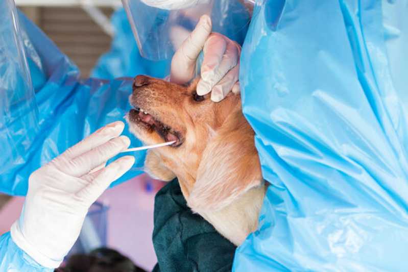 Exame Respiratório em Gatos Clínica Armação dos Búzios - Exame Herpesvírus Canino