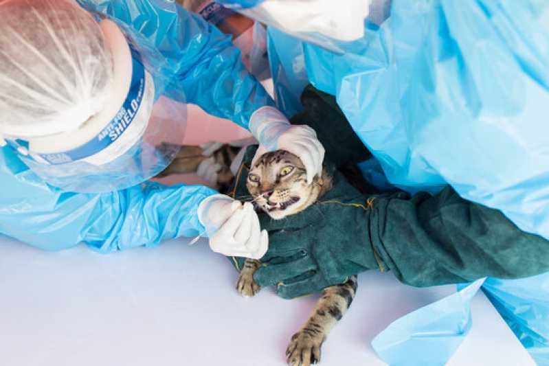 Exame Respiratório em Gatos Natividade - Exame de Coronavírus em Animais