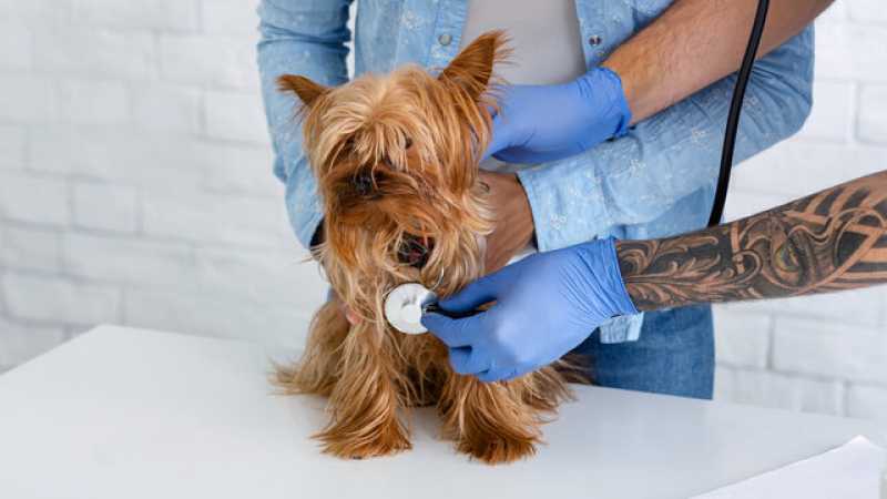Exame Streptococcus em Cachorros Terra Roxa - Exame Influenza em Animais