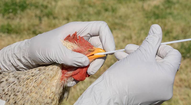 Exames Circovirus em Aves Zona Oeste - Exame de Bordetella em Aves