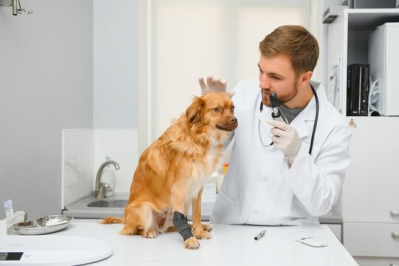 Exames Cryptococcus Cruz das Almas - Exame Neurológico em Cães
