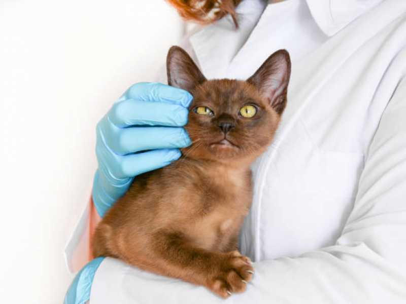 Exames de Biologia Molecular para Gatos Pernambuco - Exame de Biologia Molecular em Animais