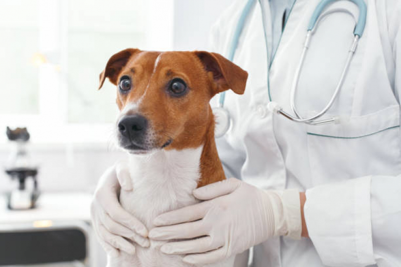Exames de Cinomose Animal Funilândia - Exame de Cinomose para Cães