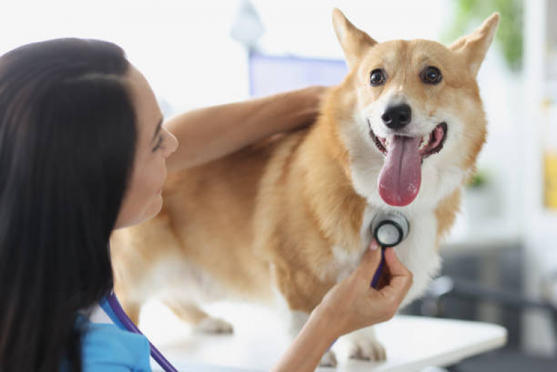 Exames de Cinomose para Cães Guaratinguetá - Exame para Diagnosticar Cinomose