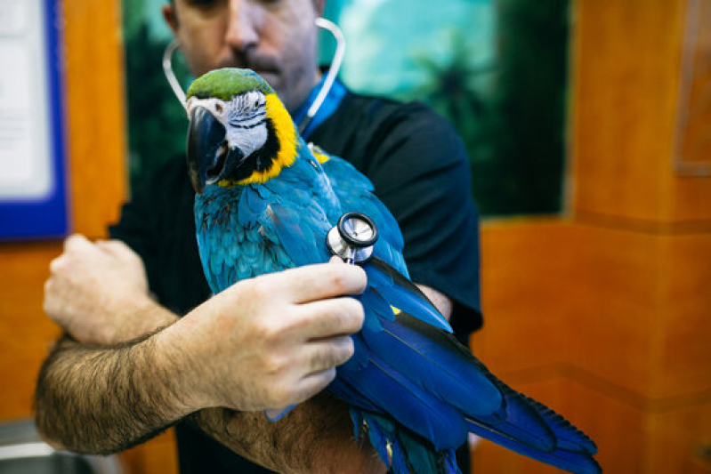 Exames de Doença das Penas em Aves Curitiba - Exame de Micoplasma em Aves