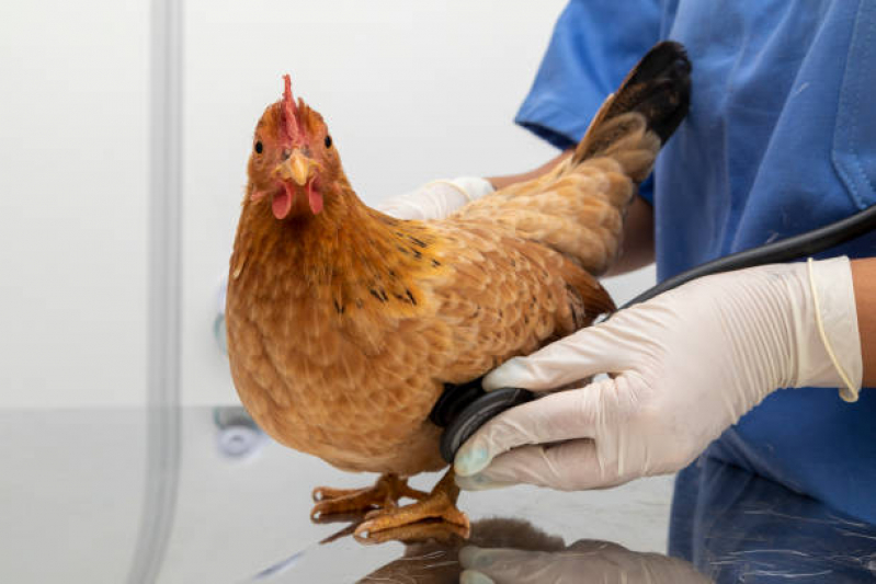 Exames de Doença do Bico em Aves Cruz das Almas - Exame de Chlamydophila em Aves