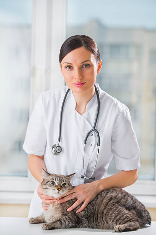 Exames de Felv Progressivo em Gatos Palmeira - Exame de Anemia em Gatos