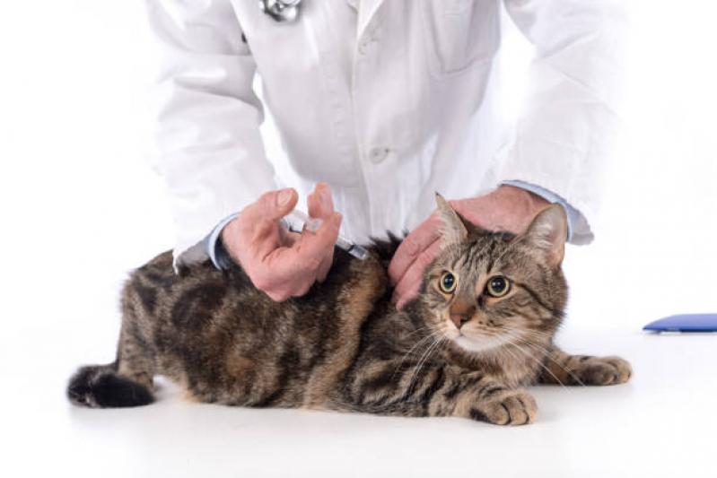 Exames de Felv Regressor em Gatos Catanduva - Exame de Micoplasma
