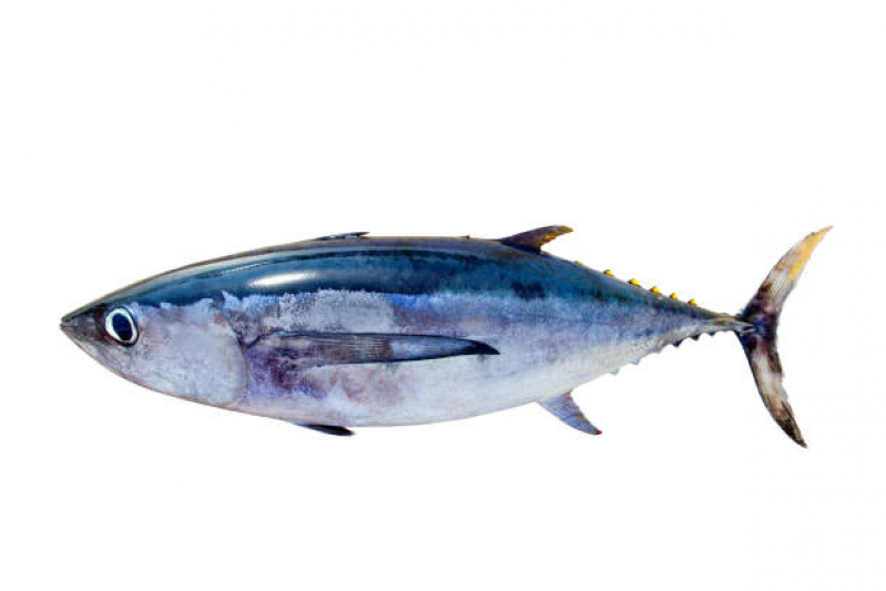 Exames de Inspeção em Peixes Matão - Exame de Iridovirus em Pescados